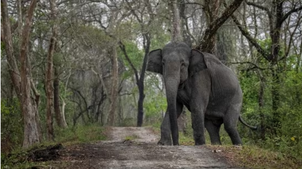 People wait for buses in pitch darkness amid elephant scare